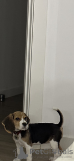 Photo №1. beagle - à vendre en ville de Аликанте | 1100€ | Annonce №76626