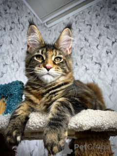 Photo №4. Je vais vendre maine coon en ville de Vienna. annonce privée - prix - 379€