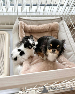 Photo №1. chihuahua - à vendre en ville de Бернау | Gratuit | Annonce №139185