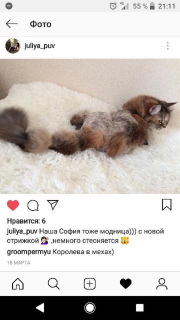 Photo №2. Le service du toiletteur en Fédération de Russie. Price - 14€. Annonce № 1314