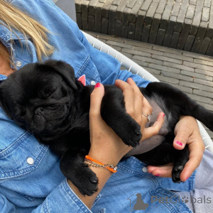 Photo №1. carlin - à vendre en ville de Adutiškis | négocié | Annonce №159851