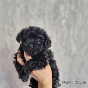 Photo №2 de l'annonce № 164027 de la vente caniche (jouet) - acheter à La finlande annonce privée, de l'abri