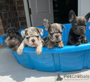 Photo №1. bouledogue - à vendre en ville de Youngstown | 284€ | Annonce №110721