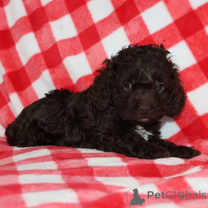 Photo №2 de l'annonce № 163935 de la vente  - acheter à La Grande-Bretagne annonce privée