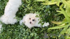 Photos supplémentaires: Chiots maltais à vendre