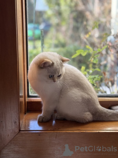 Photo №1. british shorthair - à vendre en ville de Toowoomba | 744€ | Annonce № 151221