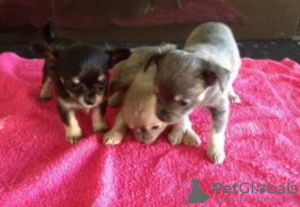 Photo №1. chihuahua - à vendre en ville de Förby | Gratuit | Annonce №129136