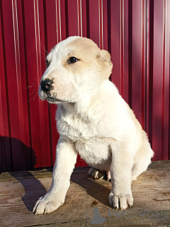 Photos supplémentaires: Puppies CAO Alabai Acompte