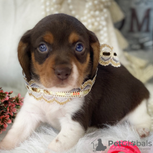Photo №2 de l'annonce № 45710 de la vente beagle - acheter à Brésil annonce privée