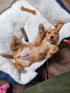 Photo №2 de l'annonce № 100324 de la vente golden retriever - acheter à USA annonce privée