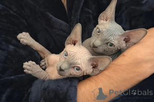Photo №1. sphynx - à vendre en ville de Olecko | 350€ | Annonce № 178690