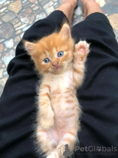 Photo №4. Je vais vendre maine coon en ville de Heinävesi.  - prix - Gratuit