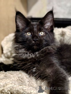 Photo №2 de l'annonce № 176887 de la vente maine coon - acheter à Fédération de Russie de la fourrière, éleveur