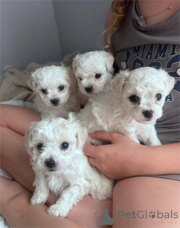 Photo №1. bichon à poil frisé - à vendre en ville de Détamas | 350€ | Annonce №154614