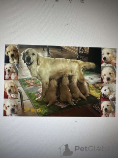 Photo №1. golden retriever - à vendre en ville de Belgrade | négocié | Annonce №142638