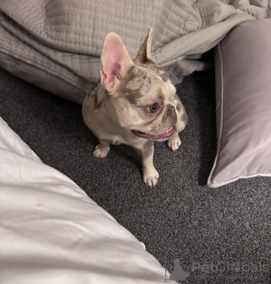 Photo №3. bouledogues français. USA