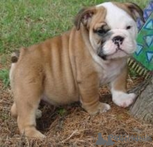 Photo №1. bulldog anglais - à vendre en ville de Espoo | négocié | Annonce №173985