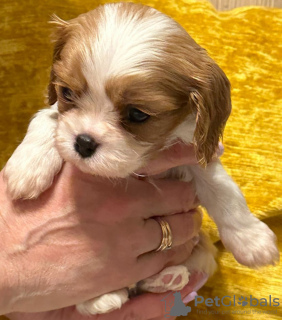 Photo №2 de l'annonce № 95739 de la vente cavalier king charles spaniel - acheter à La Lettonie éleveur