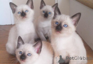 Photo №1. siamois - à vendre en ville de Donzdorf | 450€ | Annonce № 166291