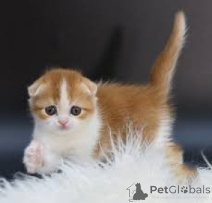 Photo №2 de l'annonce № 164253 de la vente scottish fold - acheter à Belgique annonce privée, éleveur