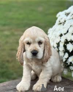 Photo №2 de l'annonce № 165955 de la vente cocker spaniel anglais - acheter à Portugal annonce privée, éleveur