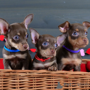 Photo №1. ratier de prague - à vendre en ville de Überlingen | négocié | Annonce №154702