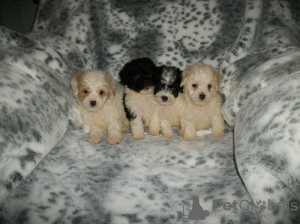 Photo №1.  - à vendre en ville de Bremen | 400€ | Annonce №132929