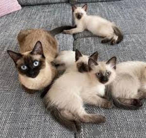 Photo №1. siamois - à vendre en ville de Helsinki | 500€ | Annonce № 166333