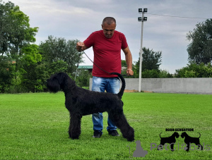 Photo №1. schnauzer géant - à vendre en ville de Belgrade | négocié | Annonce №139184