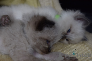 Photo №3. Chatons Champion Ragdoll disponibles pour les foyers aimants. Espagne