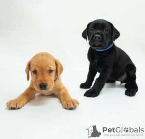 Photo №1. labrador retriever - à vendre en ville de Франкфурт-на-Майне | Gratuit | Annonce №83077