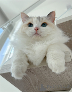 Photo №3. Rencontrez Léo, l'explorateur audacieux, curieux, charmant et plein d'amour !. Suède