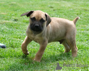 Photos supplémentaires: Chiots Boerboel (Mâtin sud-africain)