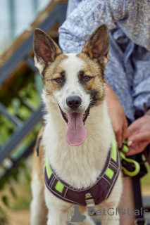 Photo №1. chien bâtard - à vendre en ville de Москва | Gratuit | Annonce №108511