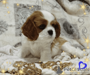 Photo №4. Je vais vendre cavalier king charles spaniel en ville de Minsk. éleveur - prix - négocié