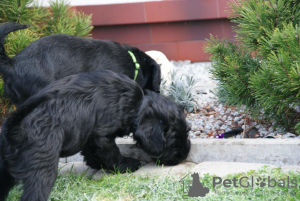 Photos supplémentaires: Schnauzer moyen chiots de pedigree FCI noir