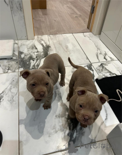 Photo №1. american bully - à vendre en ville de Jüchen | 350€ | Annonce №154314