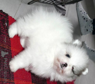 Photo №1. spitz nain - à vendre en ville de Affalterbach | négocié | Annonce №145968