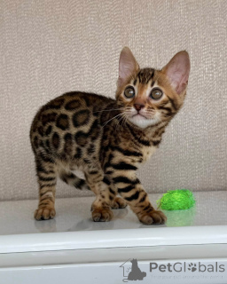 Photo №1. bengal - à vendre en ville de Stockholm | négocié | Annonce № 171197