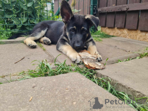 Photos supplémentaires: Chiots de berger oriental VEO