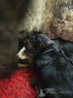 Photo №2 de l'annonce № 163412 de la vente chien bâtard - acheter à Estonie annonce privée