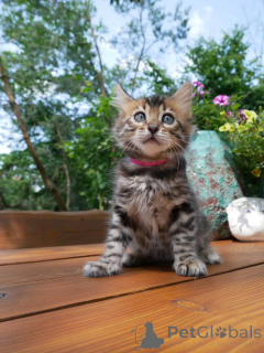 Photo №1. bengal - à vendre en ville de Berlin | négocié | Annonce № 158797