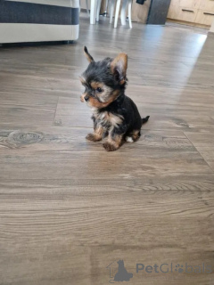 Photo №3. Yorkshire Terrier !! Chiens et chiennes. Pologne