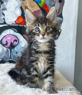 Photo №2 de l'annonce № 114857 de la vente maine coon - acheter à USA annonce privée