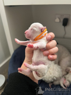 Photo №4. Je vais vendre bichon à poil frisé en ville de Гёппинген.  - prix - 550€