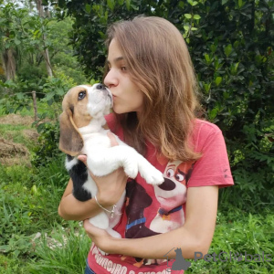 Photo №4. Je vais vendre beagle en ville de Франкфурт-на-Майне. annonce privée - prix - 360€