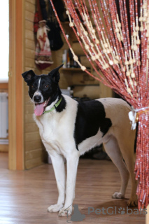 Photo №2 de l'annonce № 71816 de la vente chien bâtard - acheter à Fédération de Russie annonce privée, de l'abri