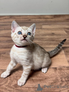 Photo №2 de l'annonce № 153277 de la vente bengal - acheter à Suède annonce privée