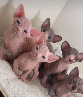 Photo №3. Chatons Sphynx de race pure à vendre. Allemagne