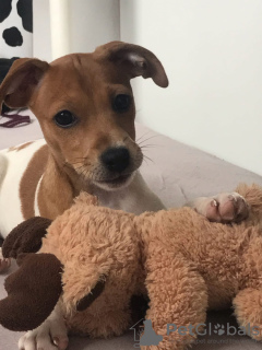 Photo №2 de l'annonce № 11982 de la vente jack russell terrier - acheter à Allemagne éleveur